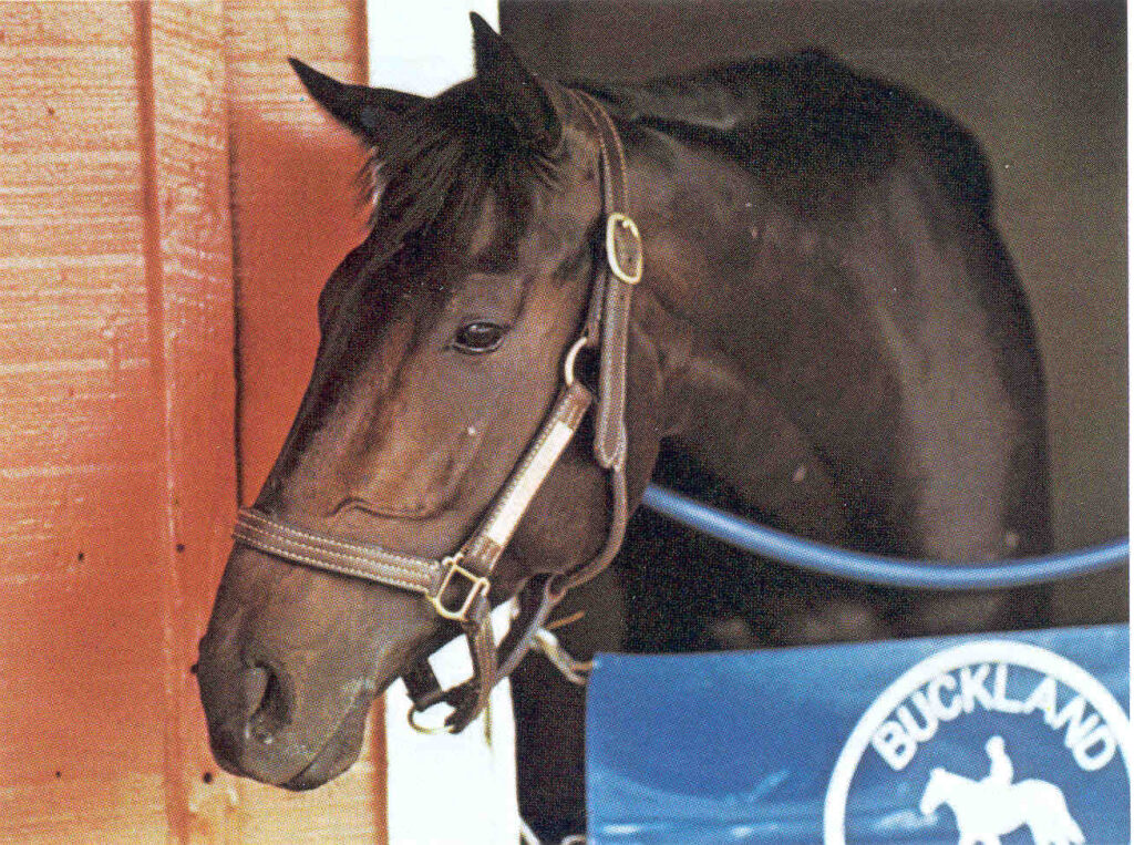 Pleasant Colony, 1981 winner of the Kentucky Derby and Preakness Stakes